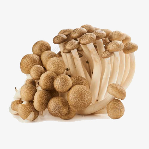 菌菇蟹味菇png免抠素材_新图网 https://ixintu.com 产品实物 菌菇蘑菇 蘑菇 蟹味菇 蟹味菇免扣图片