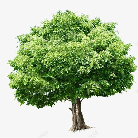 摄影绿色的植物大树造型效果png免抠素材_新图网 https://ixintu.com 大树 摄影 效果 植物 绿色 造型