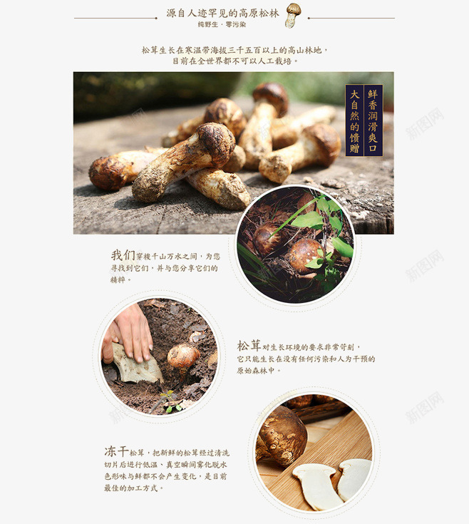 香菇简介与介绍png免抠素材_新图网 https://ixintu.com 价值 生活习性 采集方法 香菇