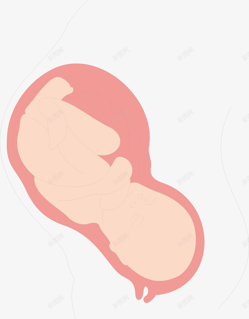 子宫婴儿png免抠素材_新图网 https://ixintu.com 人体器官 医疗健康 医疗内脏 医疗卡通 医疗器械 医疗科技 医疗科研 子宫婴儿