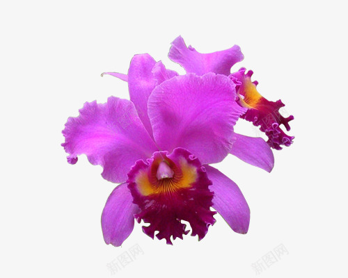 紫色卡特兰花png免抠素材_新图网 https://ixintu.com 加多利亚兰 卡特兰 卡特利亚兰 嘉徳利亚兰 嘉德丽亚兰 摄影 紫色花朵 阿开木