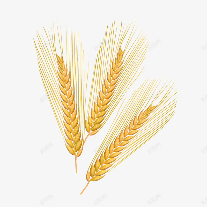 金黄色质感大麦食材png免抠素材_新图网 https://ixintu.com 大麦 质感 金黄色 食材