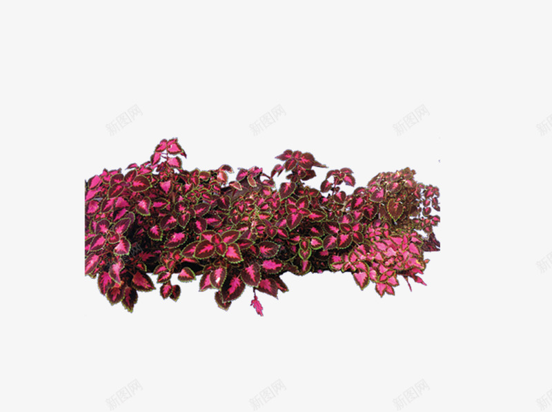 红色叶子png免抠素材_新图网 https://ixintu.com 叶子 园林景观设计 园林植物 树素材图片 花卉植物圆环素材