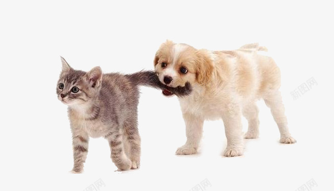 狗咬猫尾巴png免抠素材_新图网 https://ixintu.com 猫狗一家 猫狗摄影图 白狗 花猫