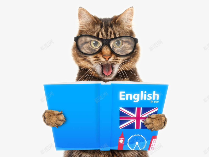 可爱猫咪png免抠素材_新图网 https://ixintu.com 动物 可爱摄影 可爱猫咪 小巧猫咪 猫咪表情动作 短毛