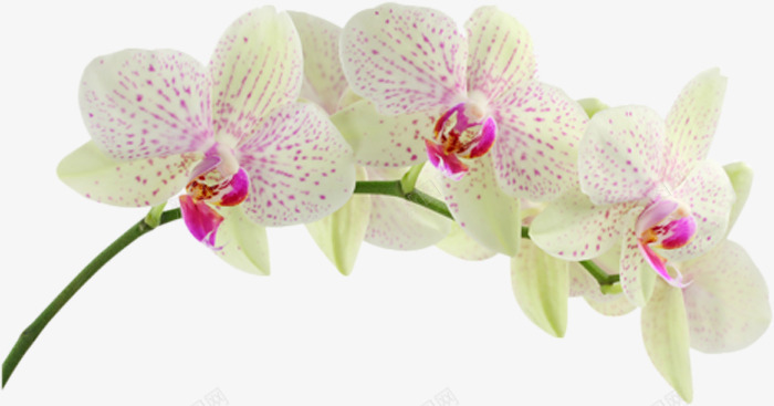 兰花花枝png免抠素材_新图网 https://ixintu.com 兰花 花朵 花枝 鲜花