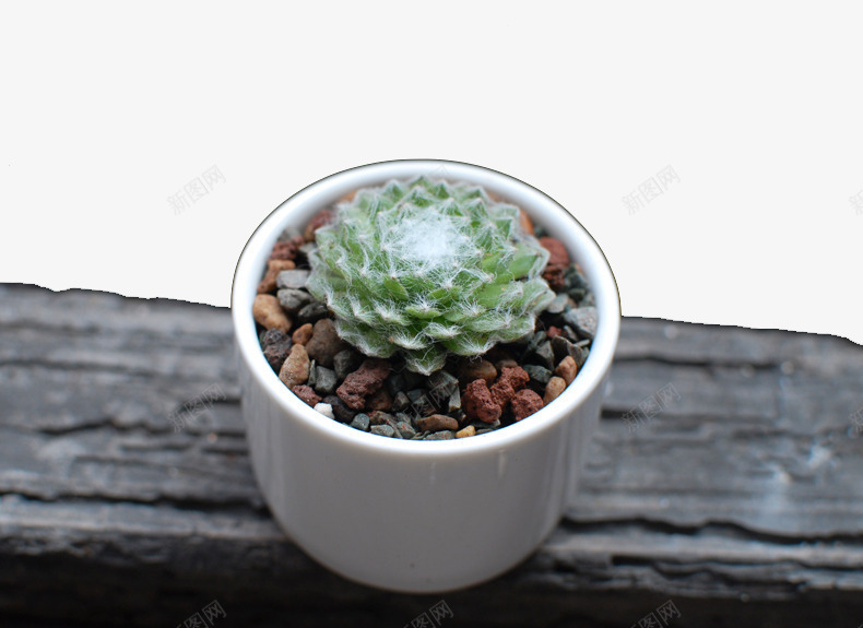多肉装饰5png免抠素材_新图网 https://ixintu.com 多肉 多肉植物 植物 盆栽 绿色 花 花盘 装饰