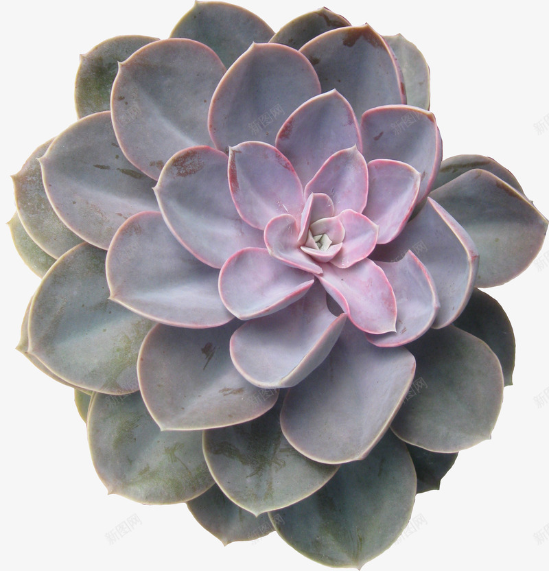 孤傲的植物png免抠素材_新图网 https://ixintu.com 产品实物 免费PNG素材 免费素材 多肉植物 紫色