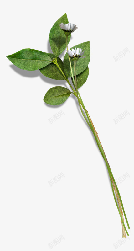 花枝花草红色绿叶花png免抠素材_新图网 https://ixintu.com 红色 绿叶 花枝 花草