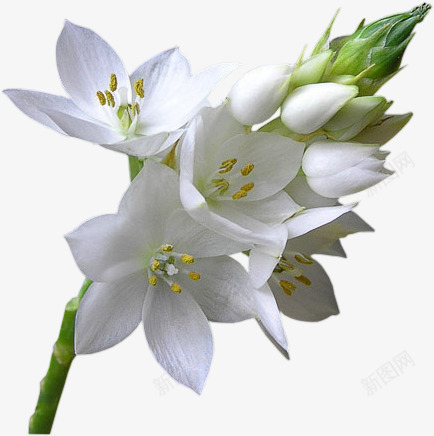 九里香白色花朵花枝装饰png免抠素材_新图网 https://ixintu.com 九里香 白色 花朵 花枝 装饰