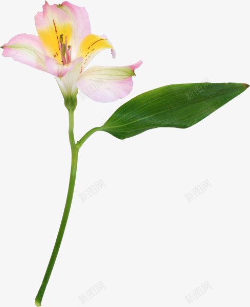 花枝花草水仙花png免抠素材_新图网 https://ixintu.com 水仙花 花枝 花草