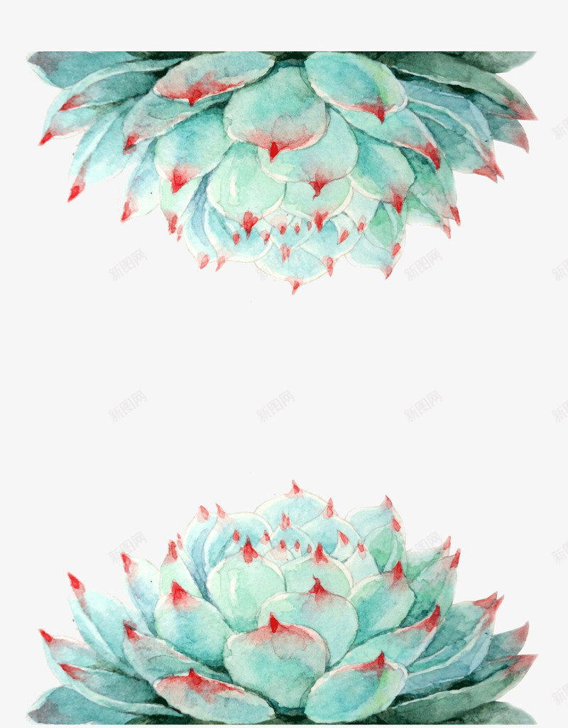 清新多肉植物png免抠素材_新图网 https://ixintu.com 唯美 多肉植物 手绘 插画 水彩