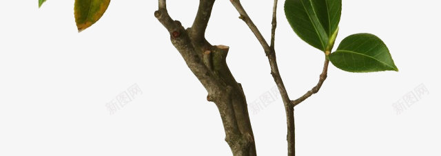 粉色盛开花朵花枝png免抠素材_新图网 https://ixintu.com 盛开 粉色 花朵 花枝