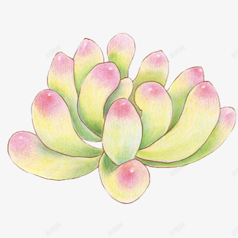 多肉png免抠素材_新图网 https://ixintu.com 养花 手绘多肉 植物