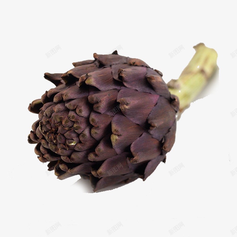 紫色多肉植物png免抠素材_新图网 https://ixintu.com 多肉植物 居家艺术 插花 植物 紫色