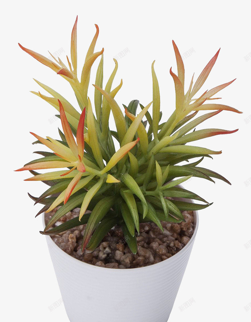 摆设盆栽png免抠素材_新图网 https://ixintu.com 产品实物 多肉植物 盆景 盆栽 石竹草 高仿真