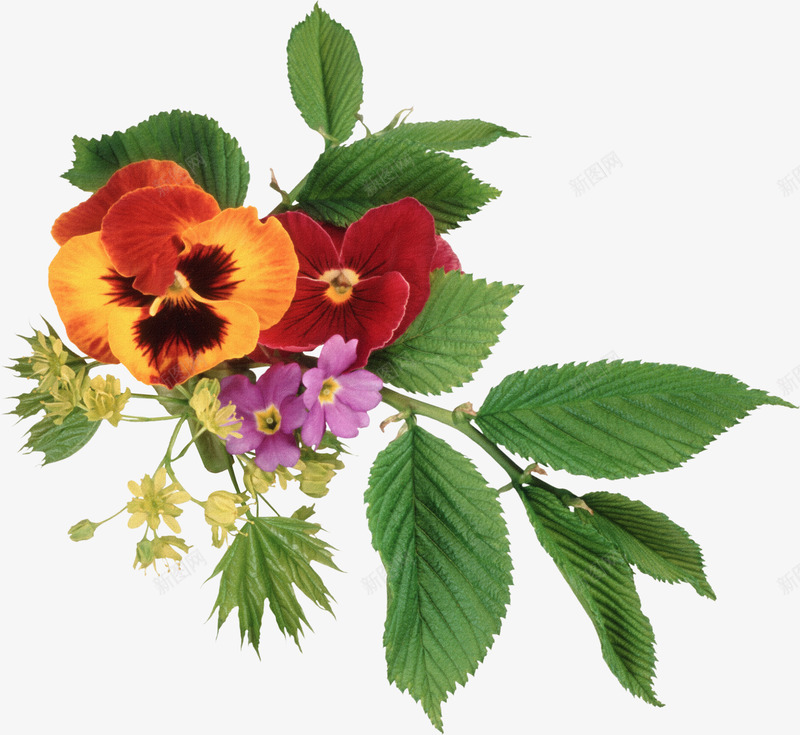 鲜花元素花卉图案精美花枝树叶png免抠素材_新图网 https://ixintu.com 卡通鲜花 树叶 精美 绿植花卉 花朵 花枝 鲜花元素 鲜花图案
