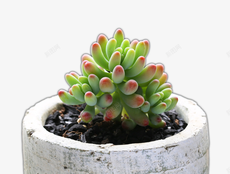 小清新多肉植物4png免抠素材_新图网 https://ixintu.com 多肉 多肉植物 植物 盆栽 绿色 花 花盘 装饰