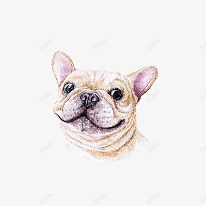 手绘水彩斗牛犬头像png免抠素材_新图网 https://ixintu.com 可爱 头像 手绘 斗牛犬 水彩