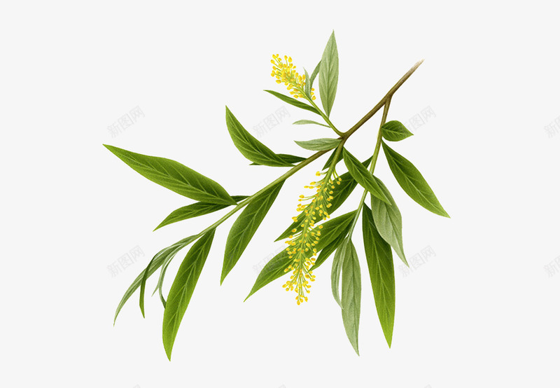 青翠长条树叶png免抠素材_新图网 https://ixintu.com 叶子 绿色 花枝 长叶子