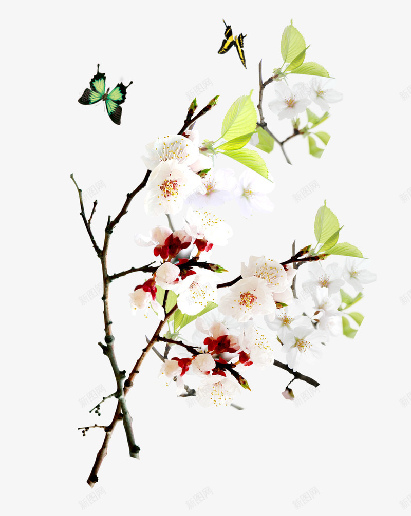 盛放的花枝蝴蝶png免抠素材_新图网 https://ixintu.com 盛放 花枝 蝴蝶