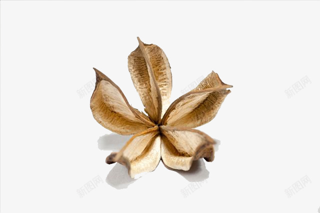实物棉花叶子png免抠素材_新图网 https://ixintu.com 棉 棉花 棉花叶子 棉花头 棉花枝 植物 白色
