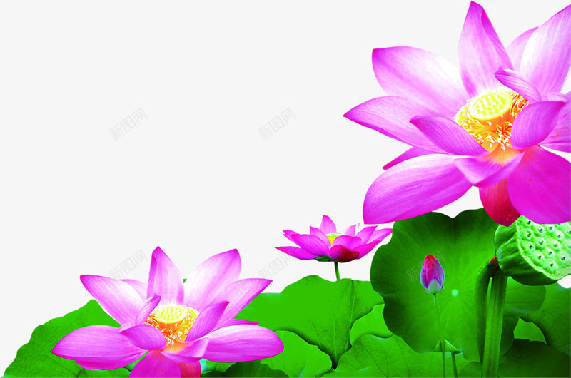荷花医院宣传语png免抠素材_新图网 https://ixintu.com 医院 图片 宣传 荷花