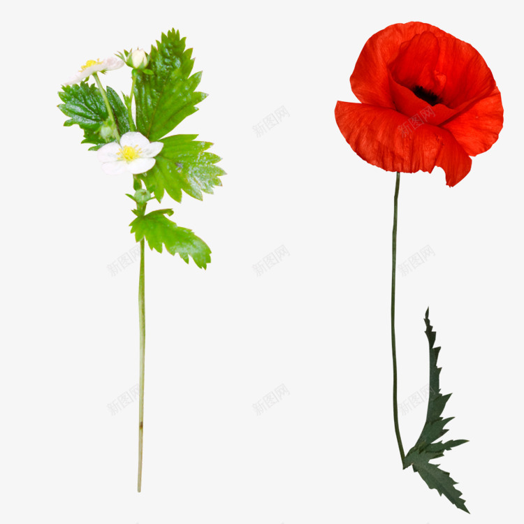 花枝花草红色花瓣白色花朵png免抠素材_新图网 https://ixintu.com 红色 花枝 花瓣 花草