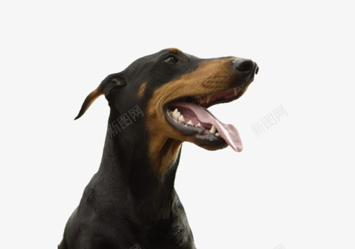 杜宾犬头像png免抠素材_新图网 https://ixintu.com 大狗 宠物狗 杜宾犬 狗狗