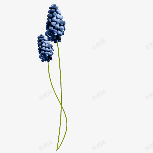 花枝花草两朵风信花png免抠素材_新图网 https://ixintu.com 两朵 花枝 花草 风信
