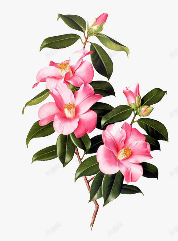 手绘粉色山茶花枝png免抠素材_新图网 https://ixintu.com 免扣 山茶 山茶树 手绘