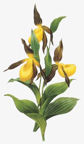 花朵花枝黄色花朵png免抠素材_新图网 https://ixintu.com 花朵 花枝 黄色
