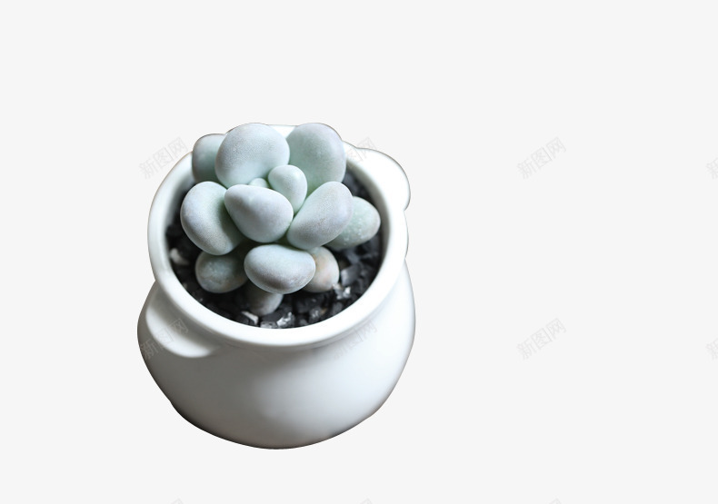 9多肉植物png免抠素材_新图网 https://ixintu.com 多肉 多肉植物 植物 盆栽 绿色 花 花盘 装饰