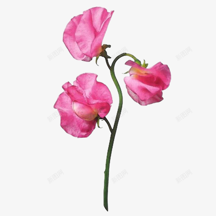 红色花朵花枝彩绘png免抠素材_新图网 https://ixintu.com 彩绘 素材 红色 花朵 花枝