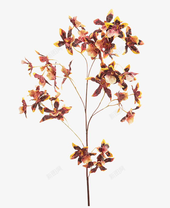 干花枝png免抠素材_新图网 https://ixintu.com 免扣 干花 干花树枝 素材 装饰