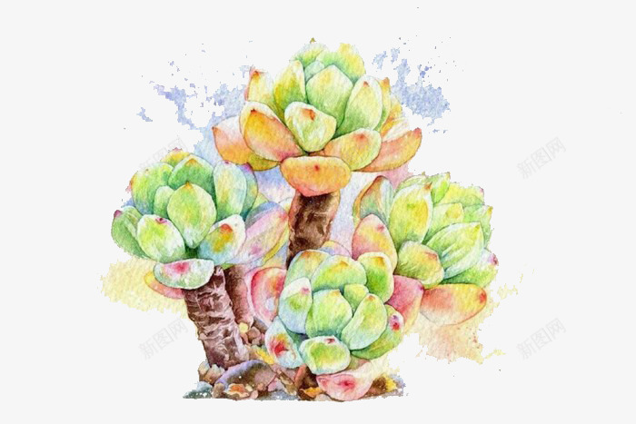绿色多肉植物png免抠素材_新图网 https://ixintu.com 多肉 多肉植物 彩铅 手绘 植物 水彩 盆栽 绿色多肉植物 肉肉