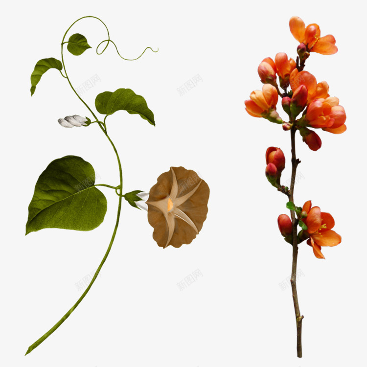 花枝花草红色花朵喇叭花png免抠素材_新图网 https://ixintu.com 喇叭花 红色 花朵 花枝 花草