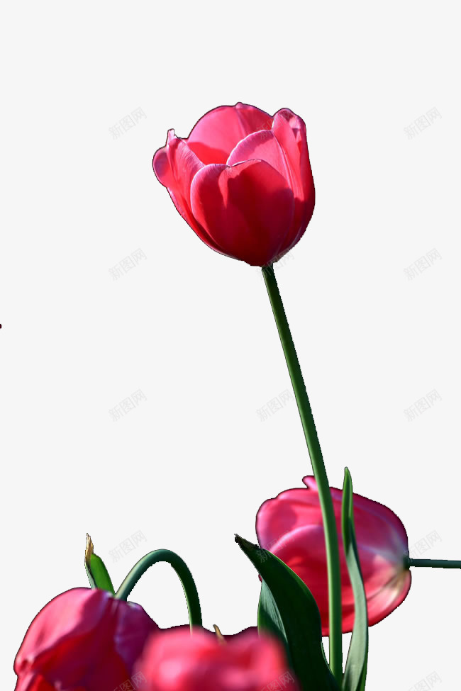 红色郁金香png免抠素材_新图网 https://ixintu.com 唯美 植物 红色花瓣 花 花枝 花瓣 花苞 花草 郁金香 鲜花