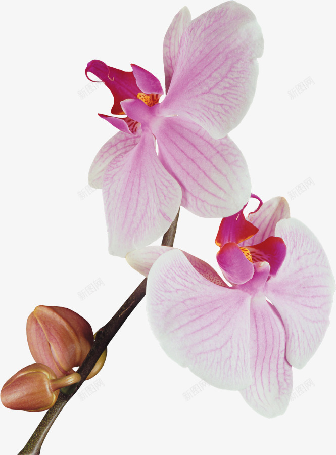 兰花花枝png免抠素材_新图网 https://ixintu.com 粉色兰花 花朵 花枝 鲜花