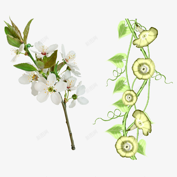 花枝花草水彩白花喇叭花png免抠素材_新图网 https://ixintu.com 喇叭花 水彩 白花 花枝 花草