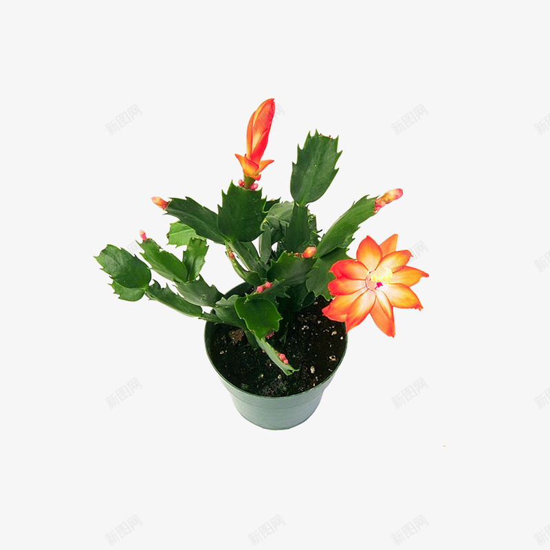 盆栽黄色花朵仙人掌png免抠素材_新图网 https://ixintu.com 产品实物 仙人掌 仙人板 多肉植物 植物 橙色 盆栽 花朵