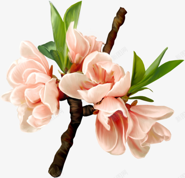 手绘水彩桃花枝png免抠素材_新图网 https://ixintu.com 手绘 桃花枝 水彩 粉嫩 装饰图案