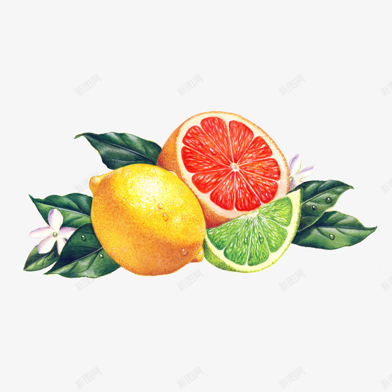 手绘的美味血橙png免抠素材_新图网 https://ixintu.com 叶子 柠檬 绿色 血橙 血色 青柠檬