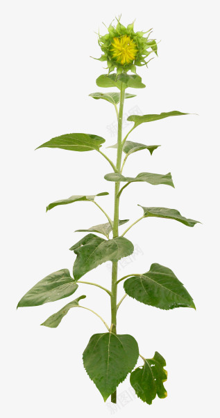 花枝花草一颗向日葵png免抠素材_新图网 https://ixintu.com 一颗 向日葵 花枝 花草