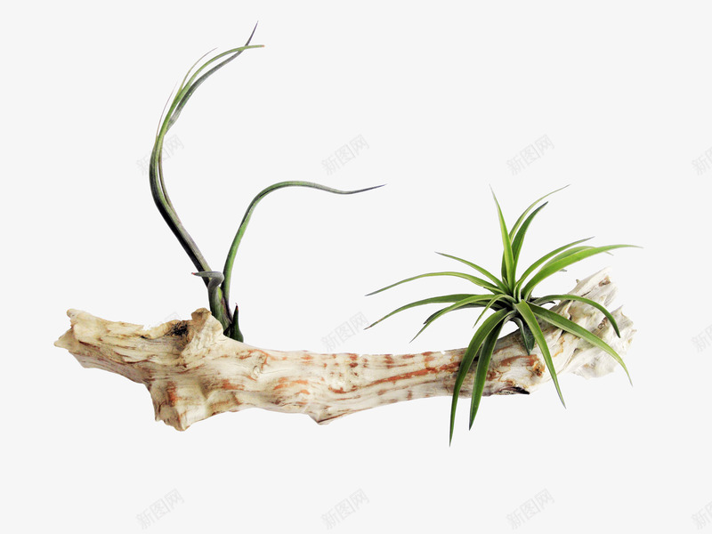 吊兰植物png免抠素材_新图网 https://ixintu.com 免費的照片 免费图片 叶 吊兰 木材 植物 空气中的植物 绿色