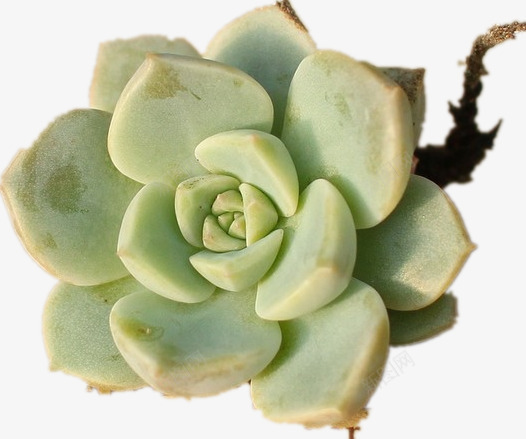 一个茁壮的多肉植物png免抠素材_新图网 https://ixintu.com PPT 多肉 植物 肥胖 茁壮