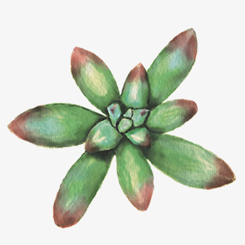 手绘水彩多肉植物png免抠素材_新图网 https://ixintu.com 多肉 手绘 植物 水彩