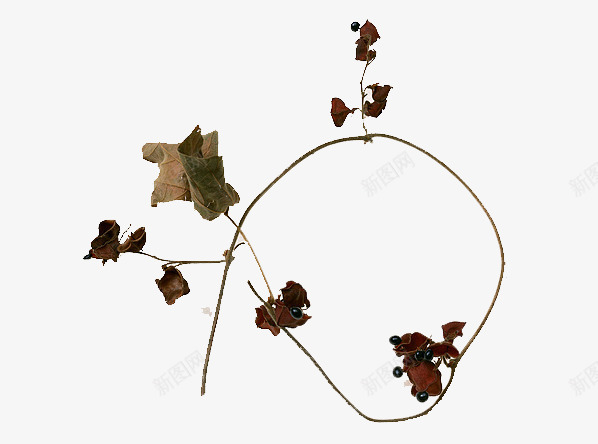 干花枝png免抠素材_新图网 https://ixintu.com 免扣 干花枝 干花树枝 装饰