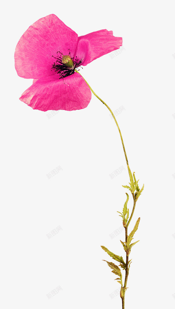 花卉片png免抠素材_新图网 https://ixintu.com 粉花 花朵 花枝 野花