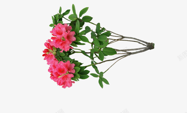 红色花朵花枝绿叶装饰png免抠素材_新图网 https://ixintu.com 红色 绿叶 花朵 花枝 装饰